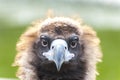 Vultures close-up aegypius monachus